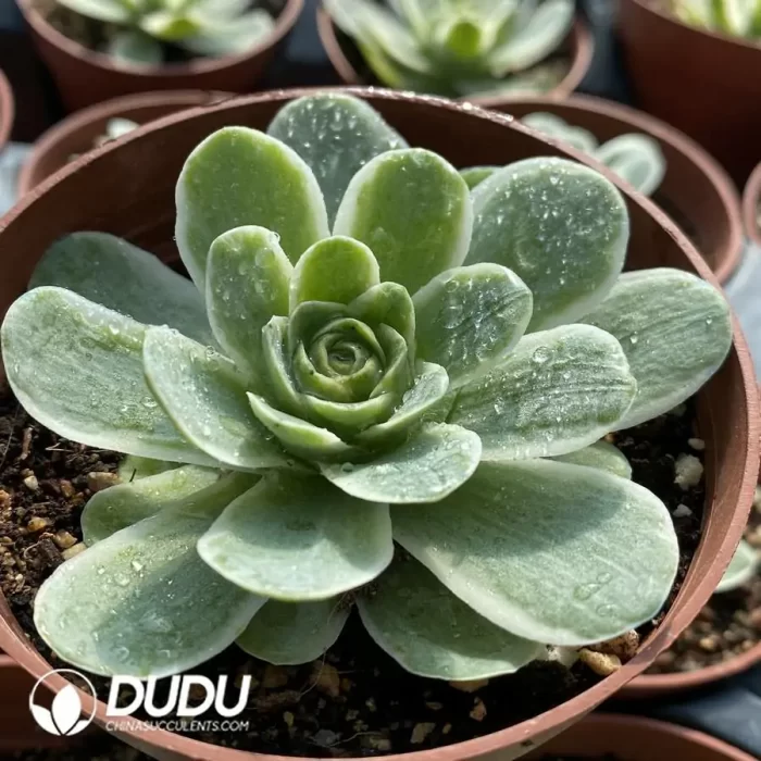 Aeonium Greenovia Variegated - Image 2