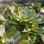 Aeonium Blushing Beauty Colorful - Image 2
