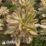 Aeonium Chanel Pink Clustering - Image 2