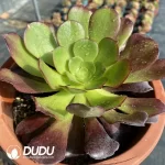 Aeonium Arboreum Velour European - Image 2