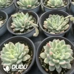 Echeveria Midas Variegated - Image 2