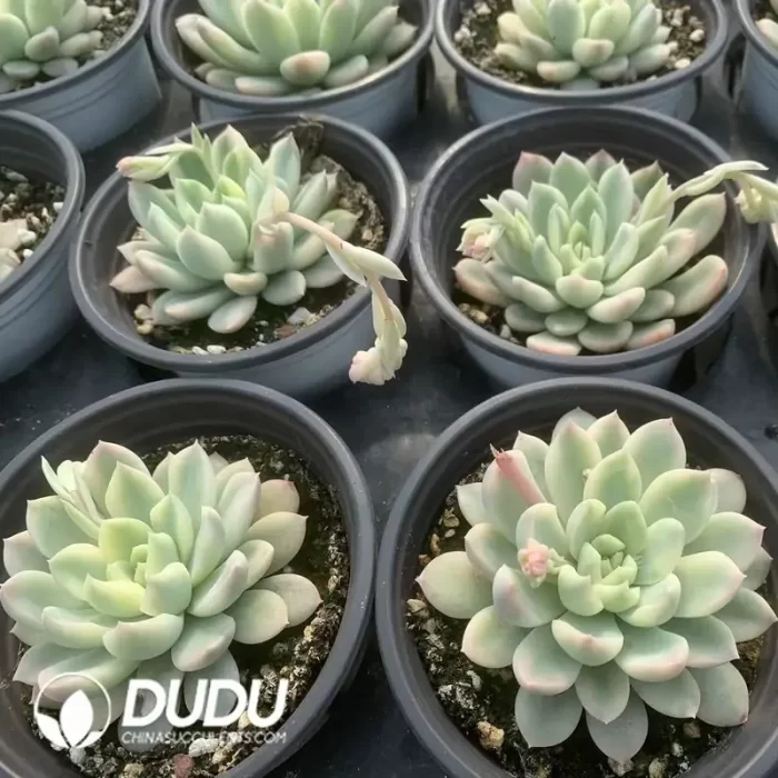 Echeveria Midas Variegated - Image 2