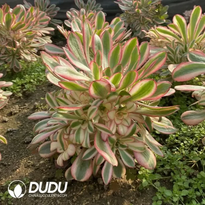 Aeonium Chanel Pink Clustering - Image 3