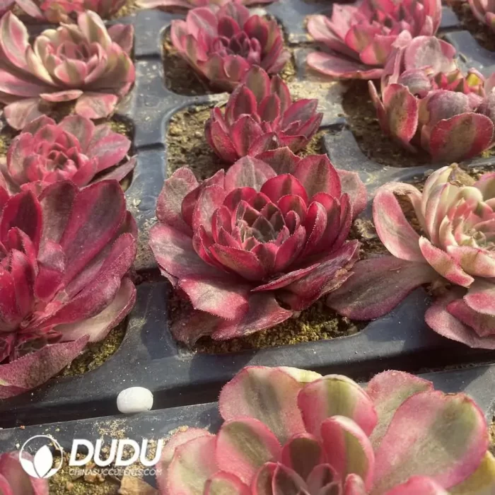 Aeonium Dragon Fruit - Image 3