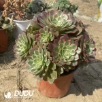 Aeonium Bodhi Clustering/Aeonium Halloween fluorescent Variegated Clustering - Image 3