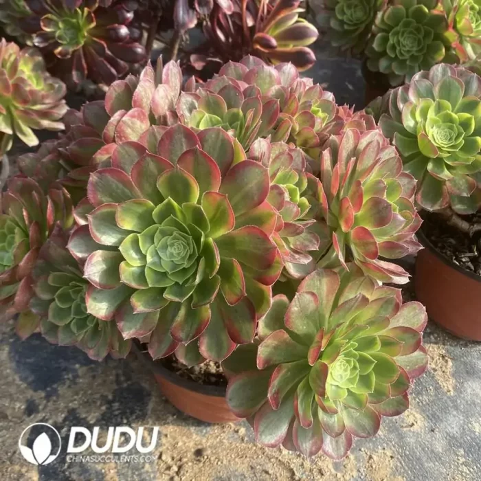 300MM Aeonium Halloween White Variegated Clustering - Image 3