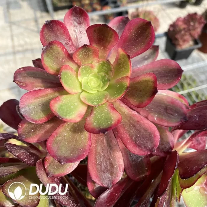 Aeonium European Purple Grafted Ou Jiali - Image 3