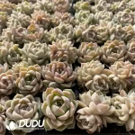 105Pcs/Tray Echeveria Moon God Seedlings(Mix & Match 5+) - Image 3