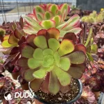 Aeonium European Purple Grafted Pink Witch No.2 - Image 3