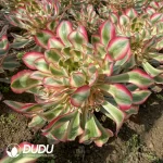 Aeonium Alice Clustering - Image 3