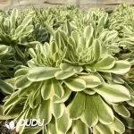 Aeonium Green Bean Paste Cristata - Image 3