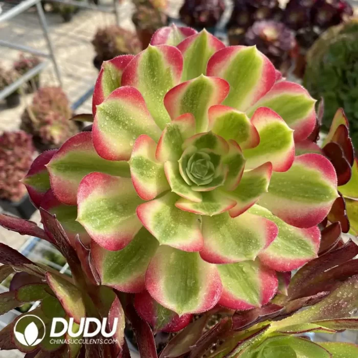 Aeonium European Purple Grafted Pink Witch No.2 - Image 4